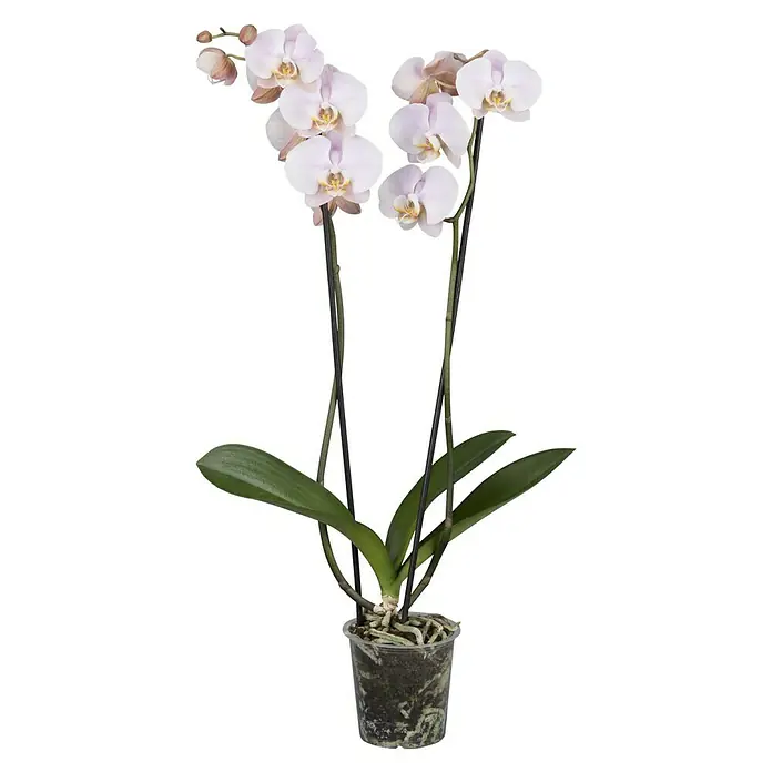 Piardino Schmetterlingsorchidee - Saintpaulia ionantha, Topfgröße: 12 cm, Sortenabhängig, Anzahl Triebe: 2 Stk., Aufrecht - Vorderansicht