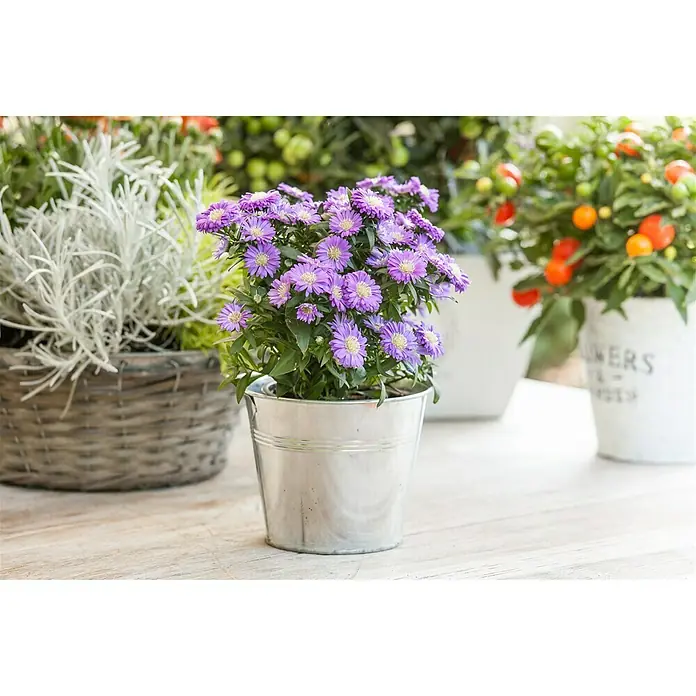 Piardino Áster - Aster dumosus, Tamaño de maceta: 11 cm, En función de la variedad - Foto ambiente