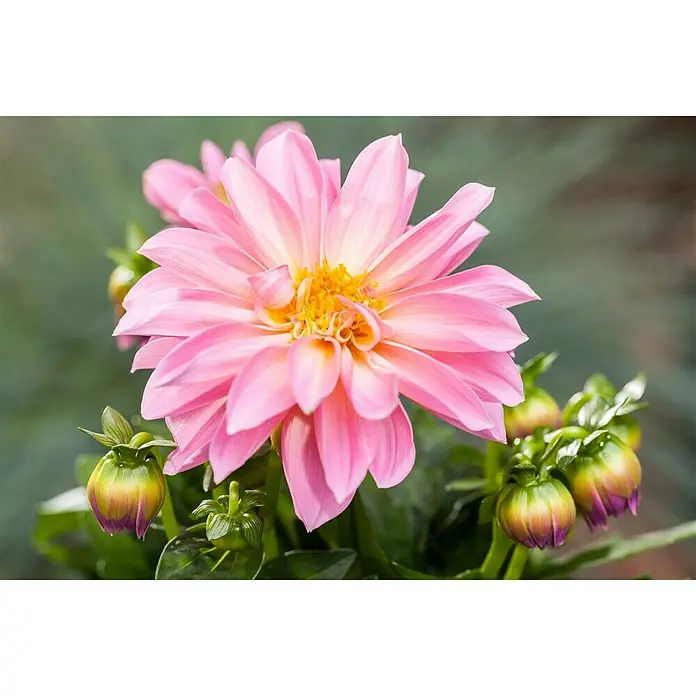 Piardino Dahlie - Dahlia, Topfgröße: 13 cm - Stimmungsaufnahme
