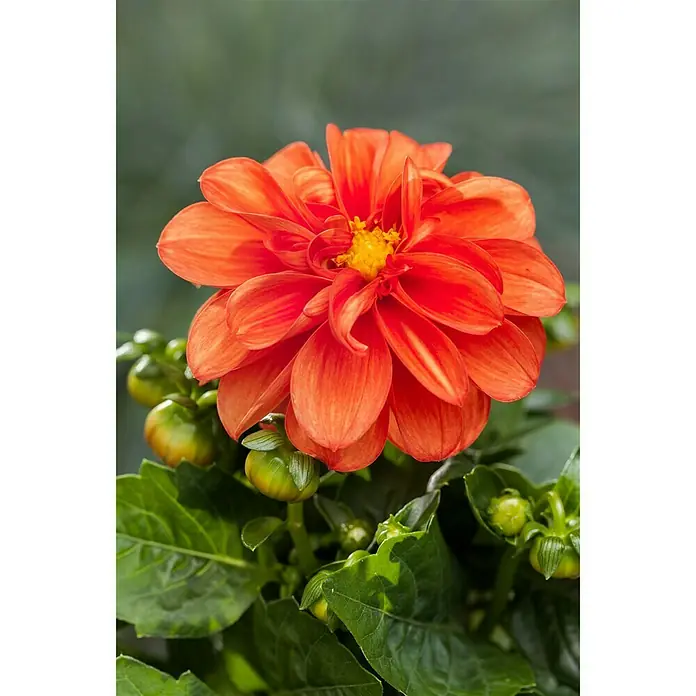 Piardino Dahlie - Dahlia, Topfgröße: 13 cm - Stimmungsaufnahme