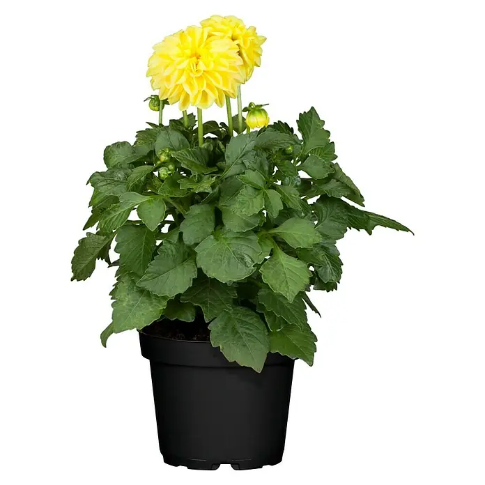Piardino Dahlie - Dahlia, Topfgröße: 13 cm - Vorderansicht