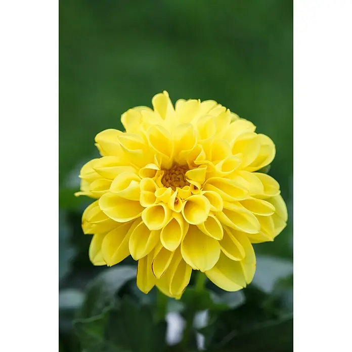 Piardino Dahlie - Dahlia, Topfgröße: 13 cm - Stimmungsaufnahme