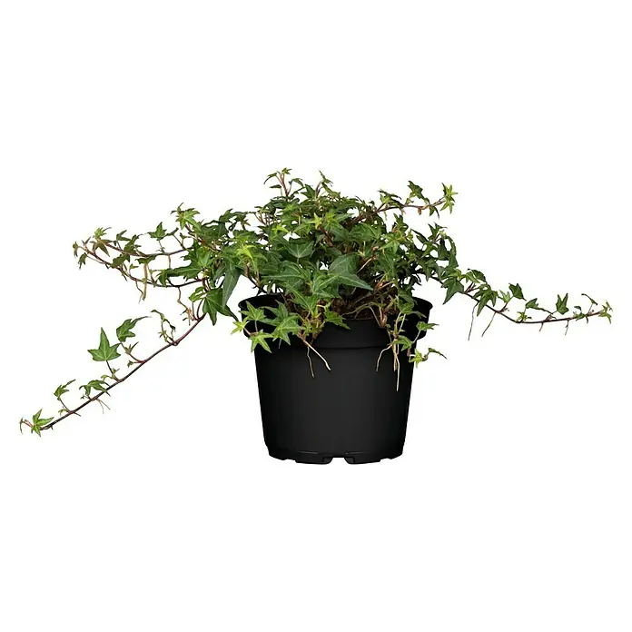Piardino Efeu - Hedera helix, Grün/Gelb - Vorderansicht