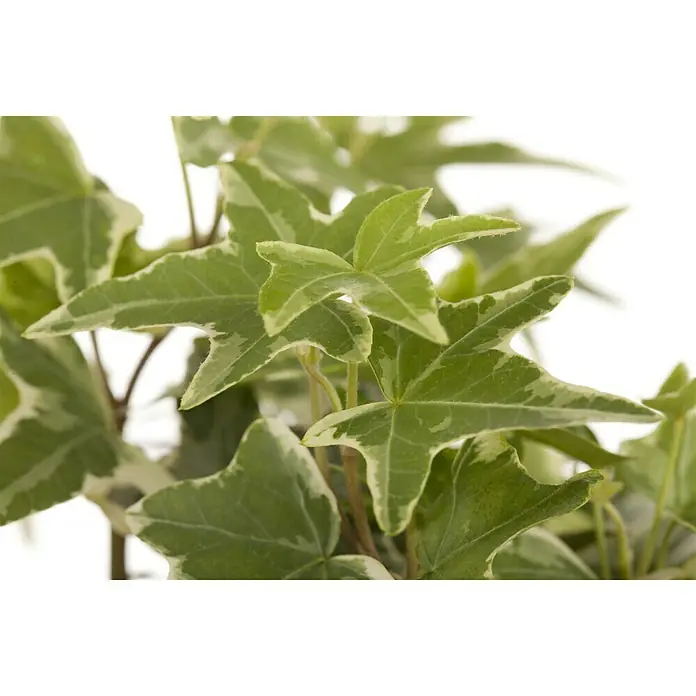 Piardino Efeu - Hedera helix, Grün/Gelb - Stimmungsaufnahme