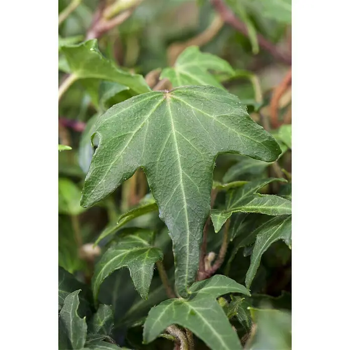 Piardino Efeu - Hedera helix, Grün/Gelb - Stimmungsaufnahme