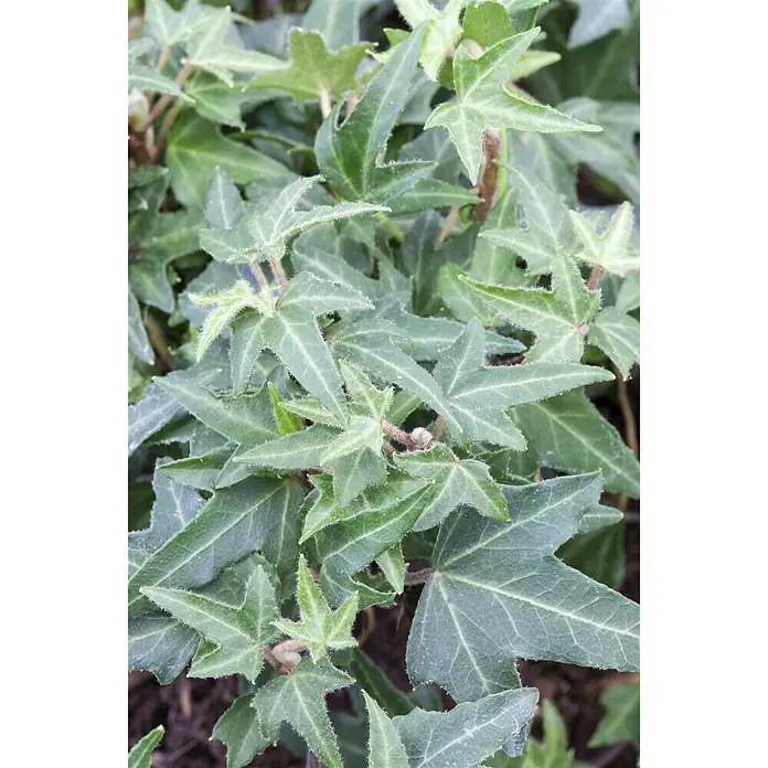 Piardino Efeu - Hedera helix, Grün/Gelb - Stimmungsaufnahme