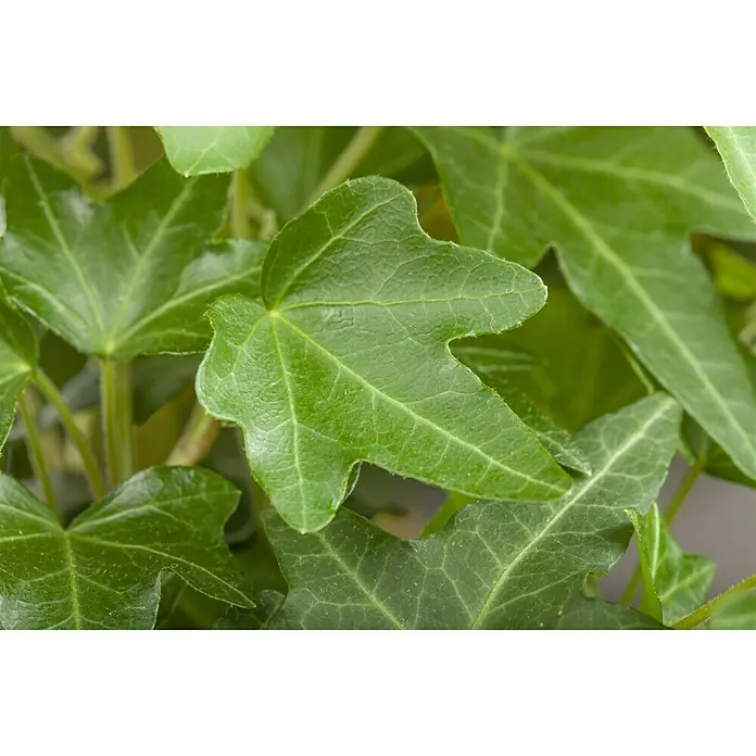Piardino Efeu - Hedera helix, Grün/Gelb - Stimmungsaufnahme