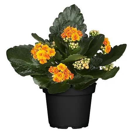 Piardino  Kalanchoe blossfeldiana