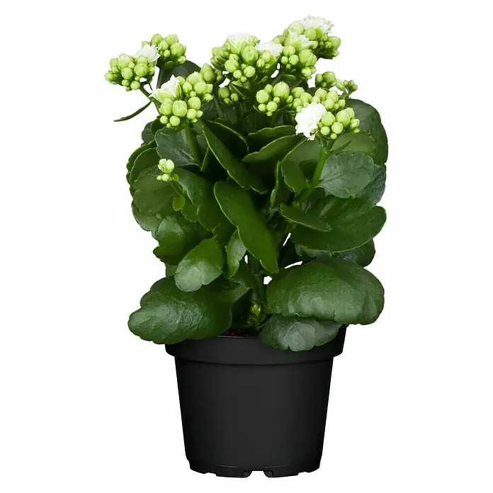Piardino Kalanchoe blossfeldiana - Kalanchoe blossfeldiana Queen® Roseflowers®, Tamaño de maceta: 11 cm, Blanco/Amarillo/Rosa - Vista frontal