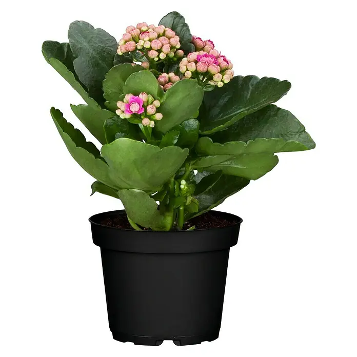 Piardino Kalanchoe blossfeldiana - Kalanchoe blossfeldiana Queen® Roseflowers®, Tamaño de maceta: 11 cm, Blanco/Amarillo/Rosa - Vista frontal