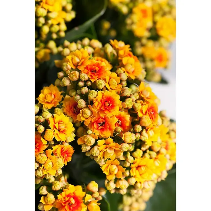 Piardino Kalanchoe blossfeldiana - Kalanchoe blossfeldiana Queen® Roseflowers®, Tamaño de maceta: 11 cm, Blanco/Amarillo/Rosa - Foto ambiente