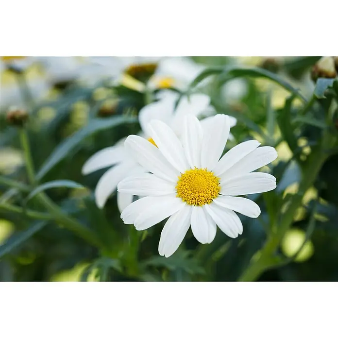Piardino Strauchmargerite - Argyranthemum frutescens, Weiß - Stimmungsaufnahme