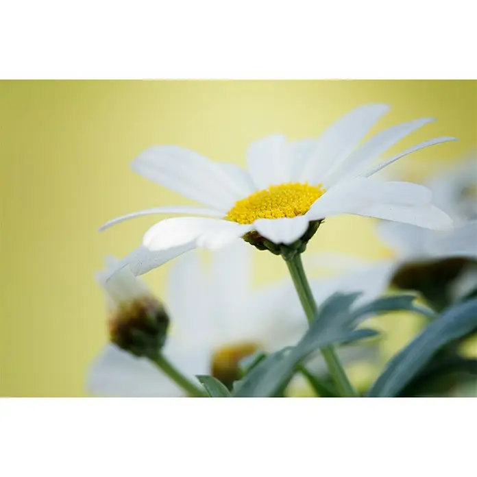 Piardino Strauchmargerite - Argyranthemum frutescens, Weiß - Stimmungsaufnahme