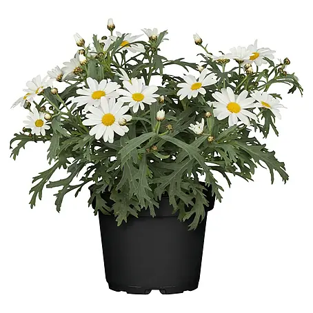 Piardino  Strauchmargerite