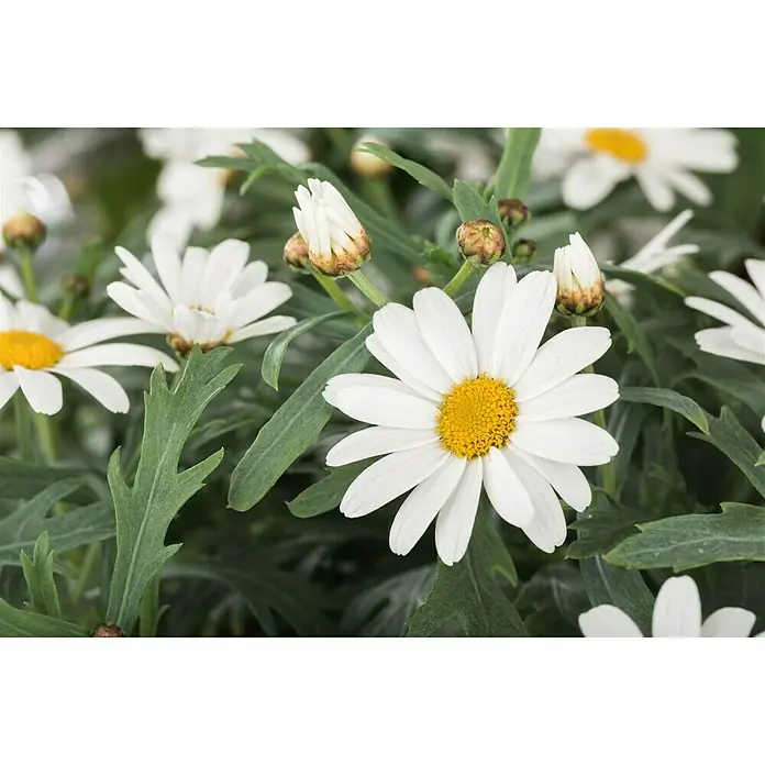 Piardino Strauchmargerite - Argyranthemum frutescens, Weiß - Stimmungsaufnahme