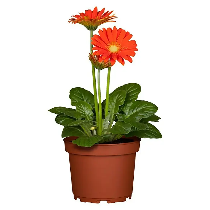 Piardino Gerbera - Gerbera jamesonii, Topfgröße: 12 cm, Blütenfarbe: Sortenabhängig - Vorderansicht