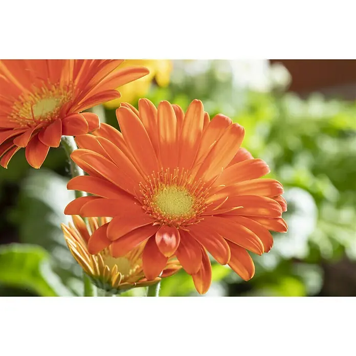 Piardino Gerbera - Gerbera jamesonii, Topfgröße: 12 cm, Blütenfarbe: Sortenabhängig - Stimmungsaufnahme