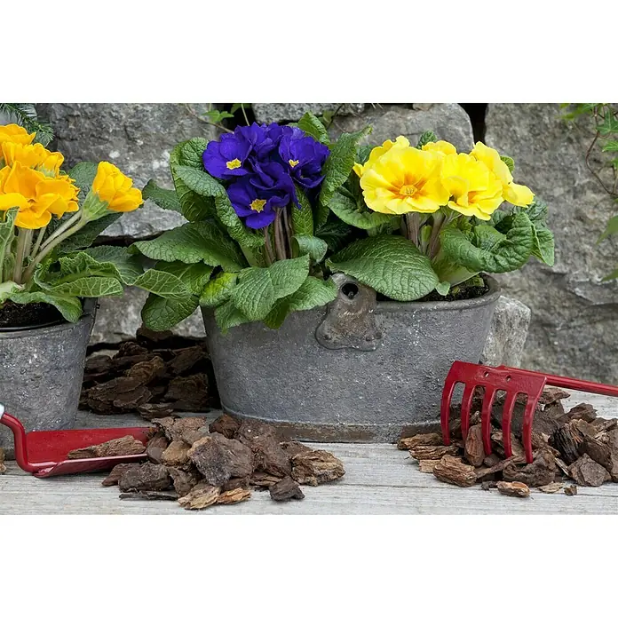 Piardino Frühlingsblüher Primel - Primula acaulis, 1 Stk., Topfgröße: 10 cm, Blau, Gelb, Magenta, Orange, Rosa, Rot, Weiß - Stimmungsaufnahme