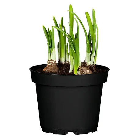 Piardino  Frühlingsblumenzwiebeln