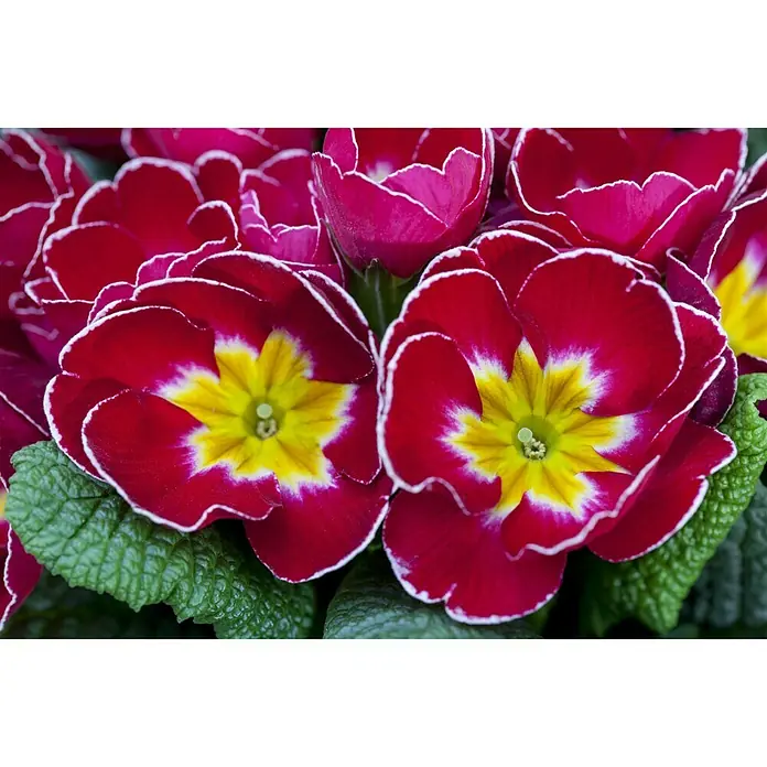 Piardino Primel in Farben - Primula acaulis, Topfgröße: 9 cm, Blütenfarbe sortenabhängig - Stimmungsaufnahme