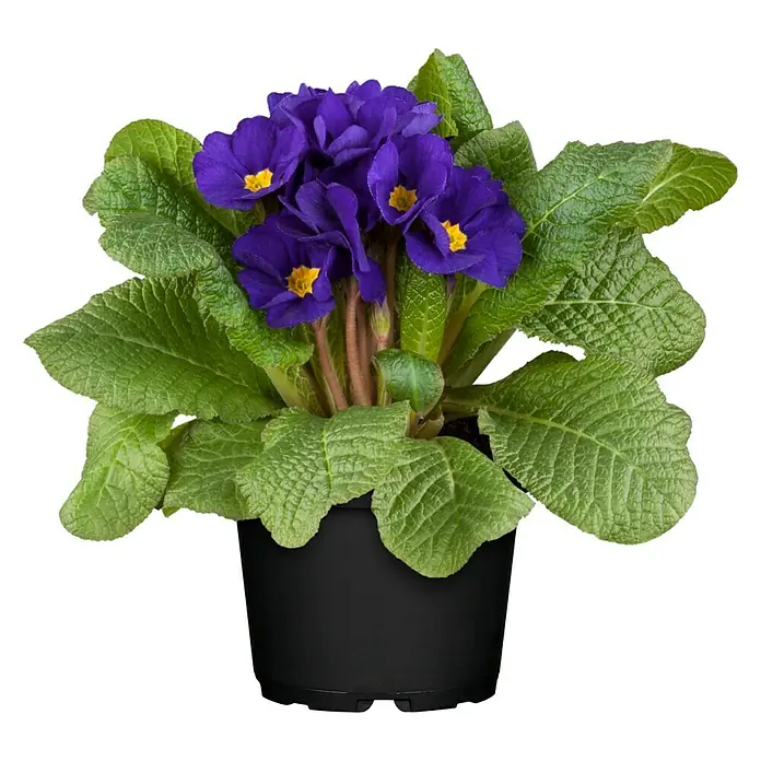 Piardino Primel in Farben - Primula acaulis, Topfgröße: 9 cm, Blütenfarbe sortenabhängig - Vorderansicht