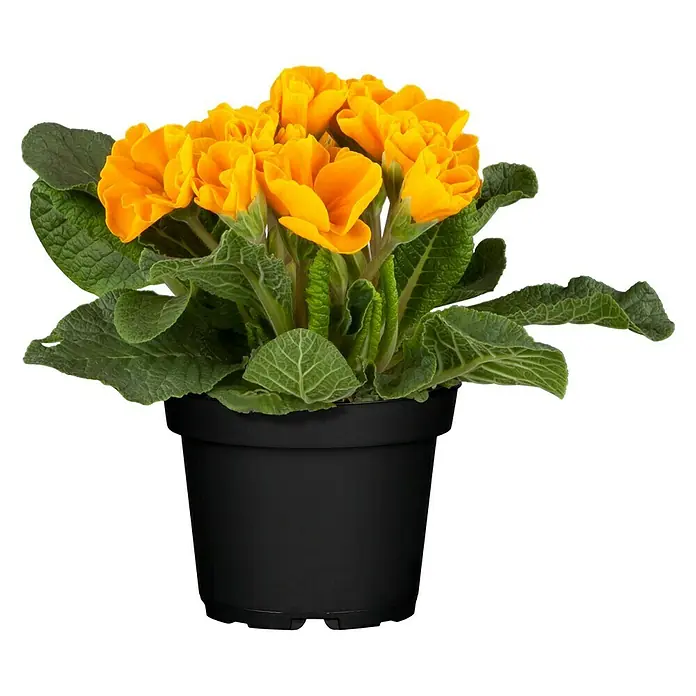 Piardino Primel in Farben - Primula acaulis, Topfgröße: 9 cm, Blütenfarbe sortenabhängig - Vorderansicht