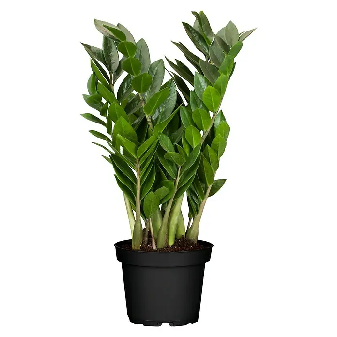 Piardino Zamioculca - Zamioculcas zamiifolia, Tamaño de maceta: 14 cm - Vista frontal