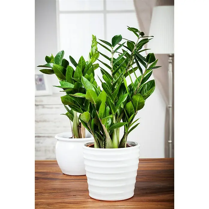 Piardino Zamioculca - Zamioculcas zamiifolia, Tamaño de maceta: 14 cm - Foto ambiente