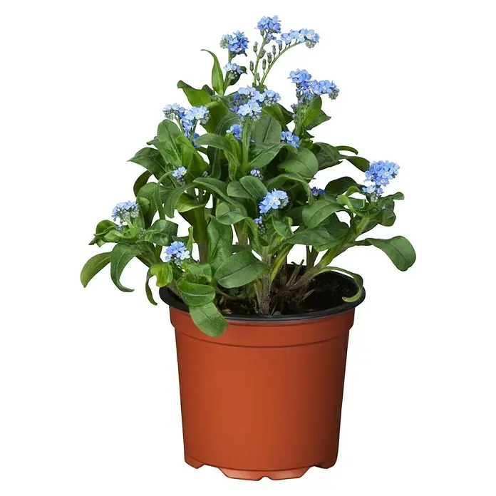 Piardino Frühlingsblüher - Myosotis sylvatica, Topfgröße: 10 cm, Sortenabhängig - Vorderansicht