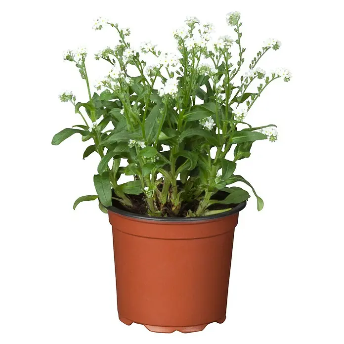 Piardino Frühlingsblüher - Myosotis sylvatica, Topfgröße: 10 cm, Sortenabhängig - Vorderansicht