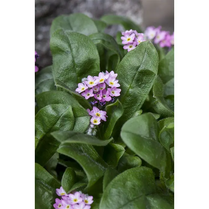 Piardino Frühlingsblüher - Myosotis sylvatica, Topfgröße: 10 cm, Sortenabhängig - Stimmungsaufnahme