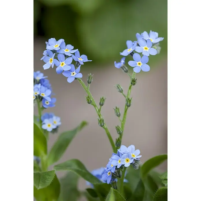 Piardino Frühlingsblüher - Myosotis sylvatica, Topfgröße: 10 cm, Sortenabhängig - Stimmungsaufnahme