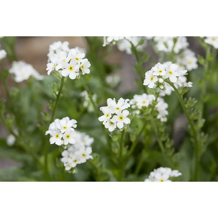Piardino Frühlingsblüher - Myosotis sylvatica, Topfgröße: 10 cm, Sortenabhängig - Stimmungsaufnahme