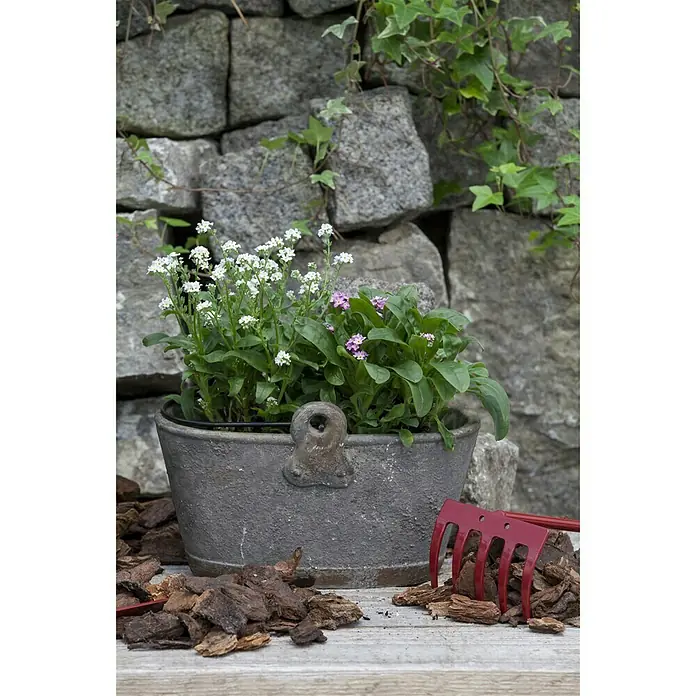 Piardino Frühlingsblüher - Myosotis sylvatica, Topfgröße: 10 cm, Sortenabhängig - Stimmungsaufnahme