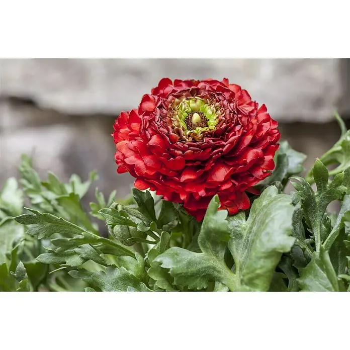 Piardino Ranunculus - Ranunculus, Tamaño de maceta: 11 cm - Foto ambiente