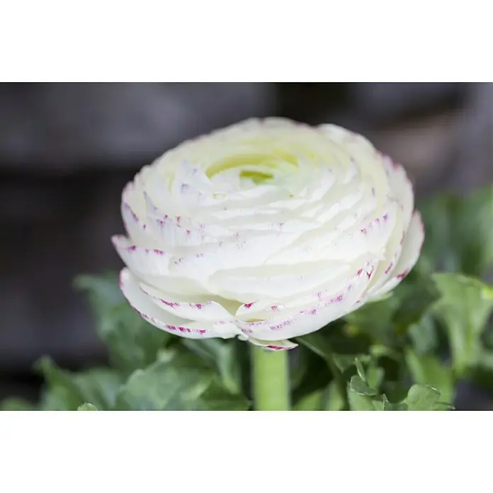 Piardino Ranunculus - Ranunculus, Tamaño de maceta: 11 cm - Foto ambiente