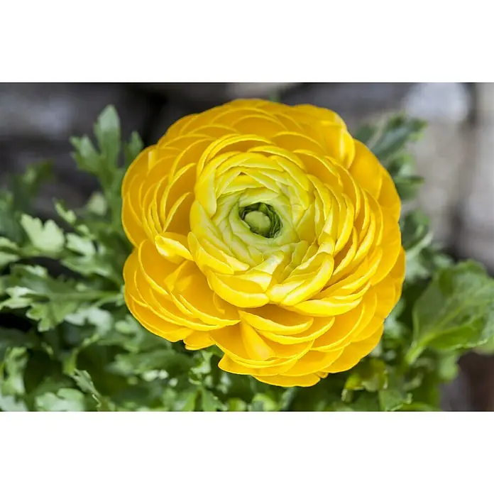 Piardino Ranunculus - Ranunculus, Tamaño de maceta: 11 cm - Foto ambiente
