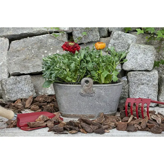 Piardino Ranunculus - Ranunculus, Tamaño de maceta: 11 cm - Foto ambiente