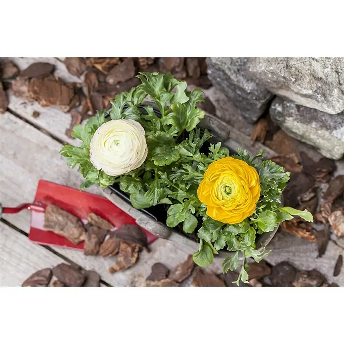Piardino Ranunculus - Ranunculus, Tamaño de maceta: 11 cm - Foto ambiente