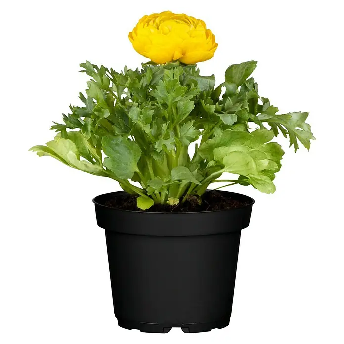 Piardino Ranunculus - Ranunculus, Tamaño de maceta: 11 cm - Vista frontal