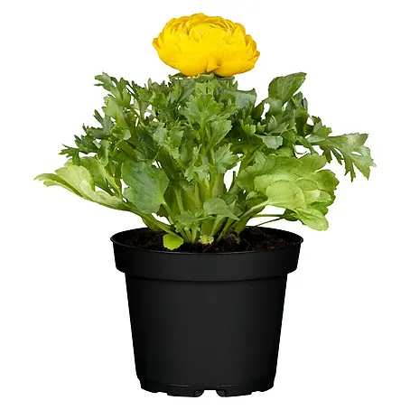 Piardino  Ranunculus