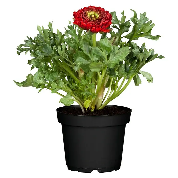 Piardino Ranunculus - Ranunculus, Tamaño de maceta: 14 cm - Vista frontal
