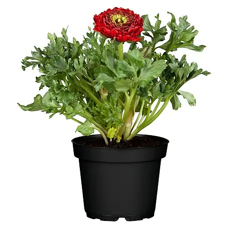 Piardino  Ranunculus