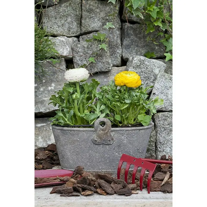 Piardino Ranunculus - Ranunculus, Tamaño de maceta: 11 cm - Foto ambiente