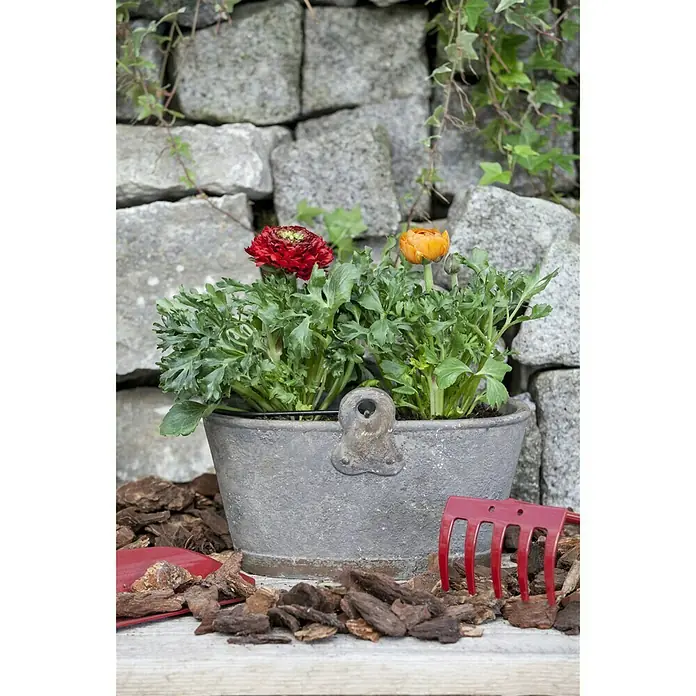 Piardino Ranunculus - Ranunculus, Tamaño de maceta: 11 cm - Foto ambiente