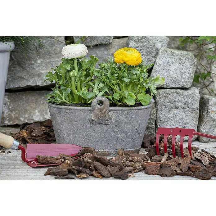 Piardino Ranunculus - Ranunculus, Tamaño de maceta: 11 cm - Foto ambiente