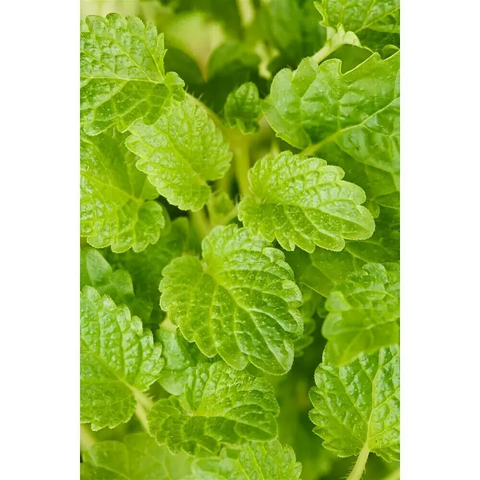Piardino Zitronenmelisse - Melissa officinalis, Topfgröße: 14 cm - Stimmungsaufnahme