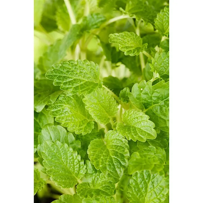 Piardino Zitronenmelisse - Melissa officinalis, Topfgröße: 14 cm - Stimmungsaufnahme