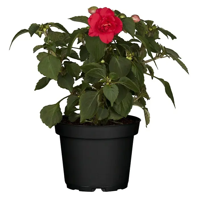 Pflanzen-Mix Color your shade - Knollenbegonien, Coleus, Impatiens, Bacopa, Fuchsien, Topfgröße: 12 cm - Vorderansicht