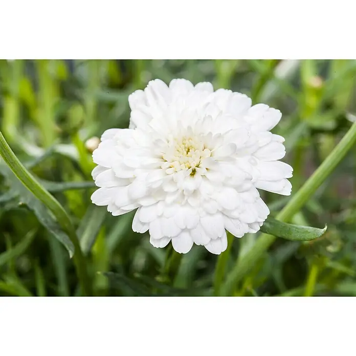 Piardino Margarita - Argyranthemum frutescens 'Bofinger', Tamaño de maceta: 18 cm - Foto ambiente